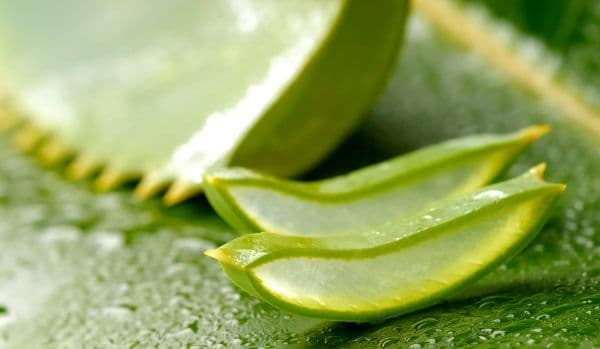 Beneficiile plantei aloe vera: bună de pus pe rană