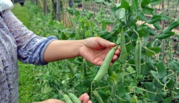 420 locuri de muncă la cules de mazăre, în Portugalia şi Danemarca