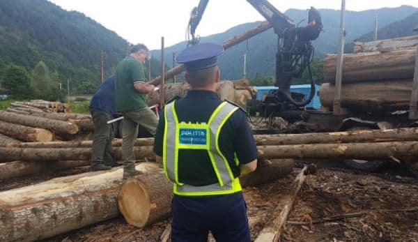 Inspectorii de la Garda Forestieră au stricat businessul unor comercianți de material lemnos din Hilişeu-Horia şi Pomârla