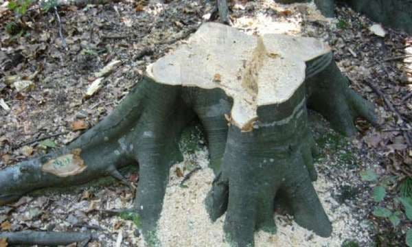 Prins de jandarmi în mijlocul pădurii. Tocmai doborâse un arbore de dimensiuni mari