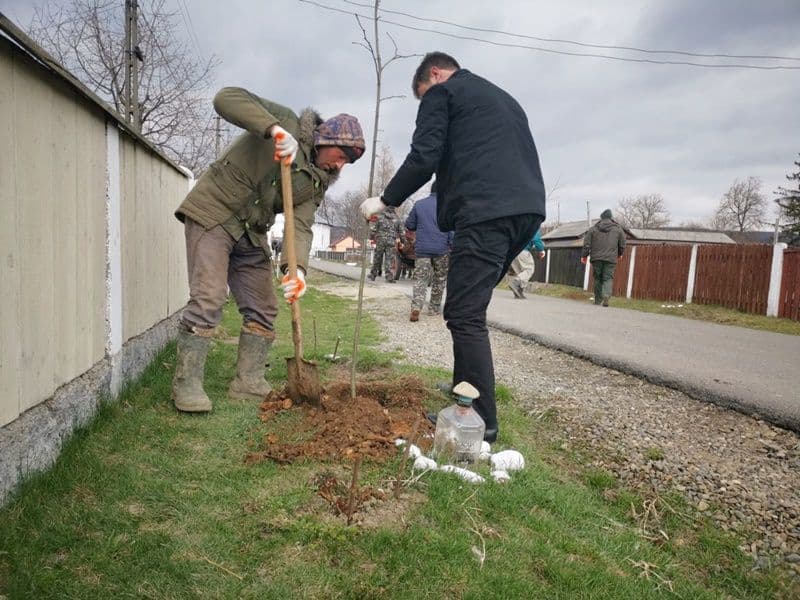 Plantare Vf.Campului_02