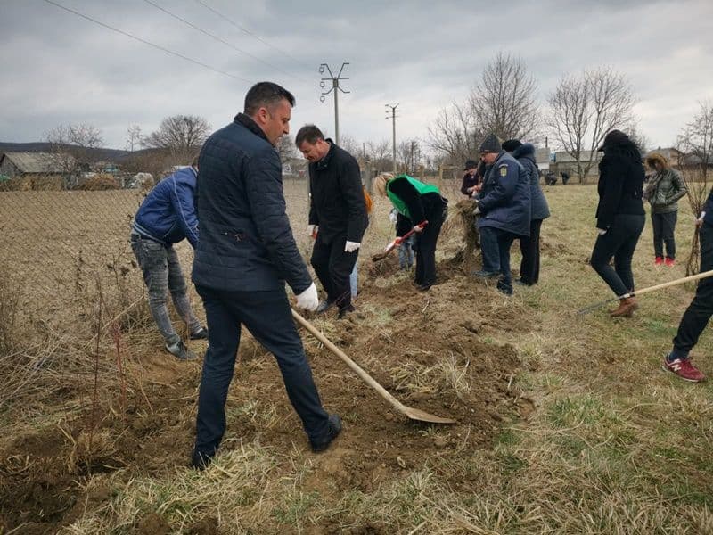Plantare Vf.Campului_03