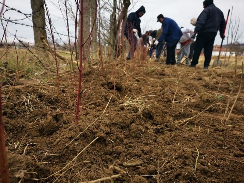 Plantare Vf.Campului_09