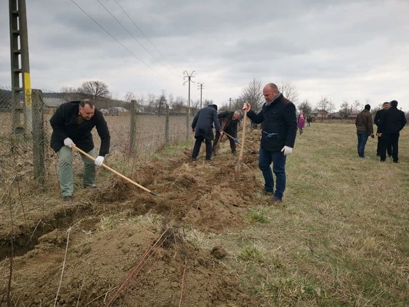 Plantare Vf.Campului_10
