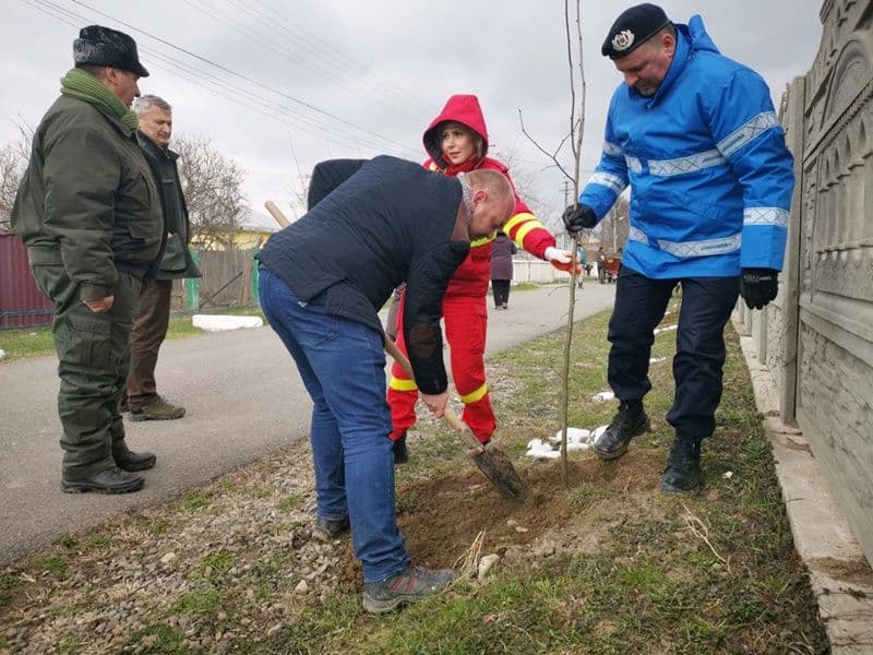 Plantare Vf.Campului_13