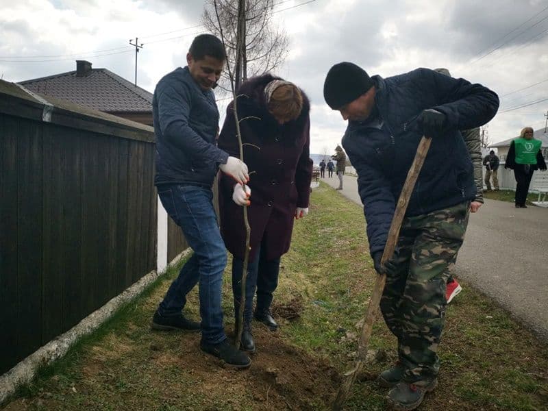 Plantare Vf.Campului_14