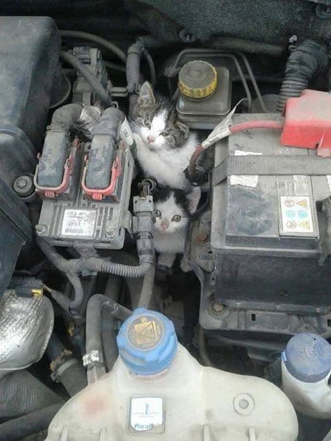 Pisici la motor