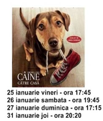 drumul unui caine
