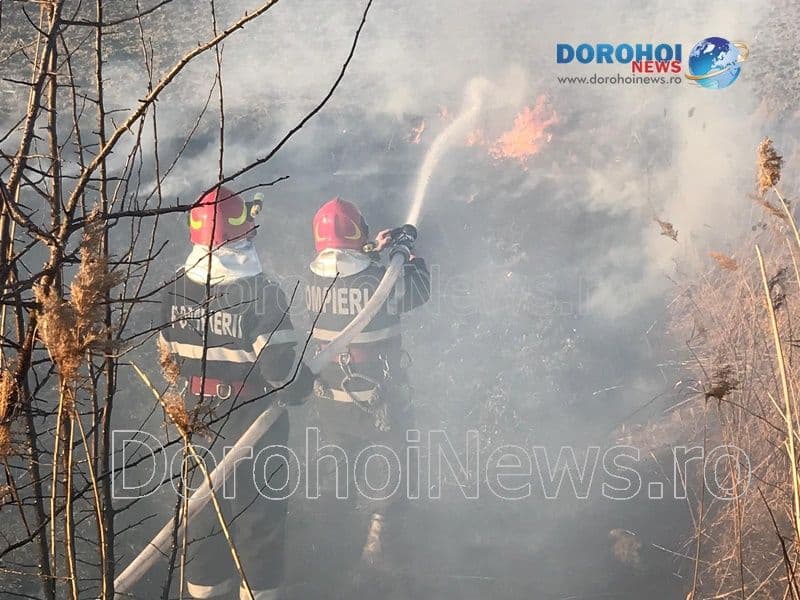 Incendiu vegetatie Dorohoi_08