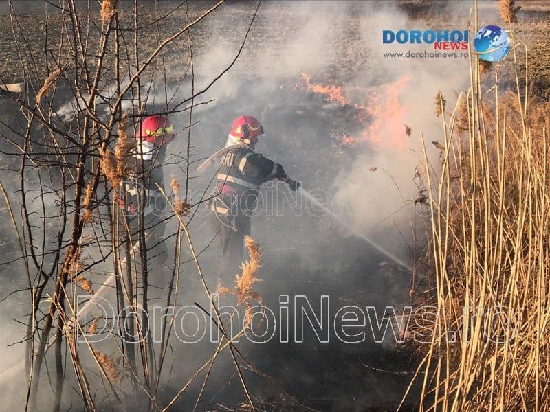 Incendiu vegetatie Dorohoi_09