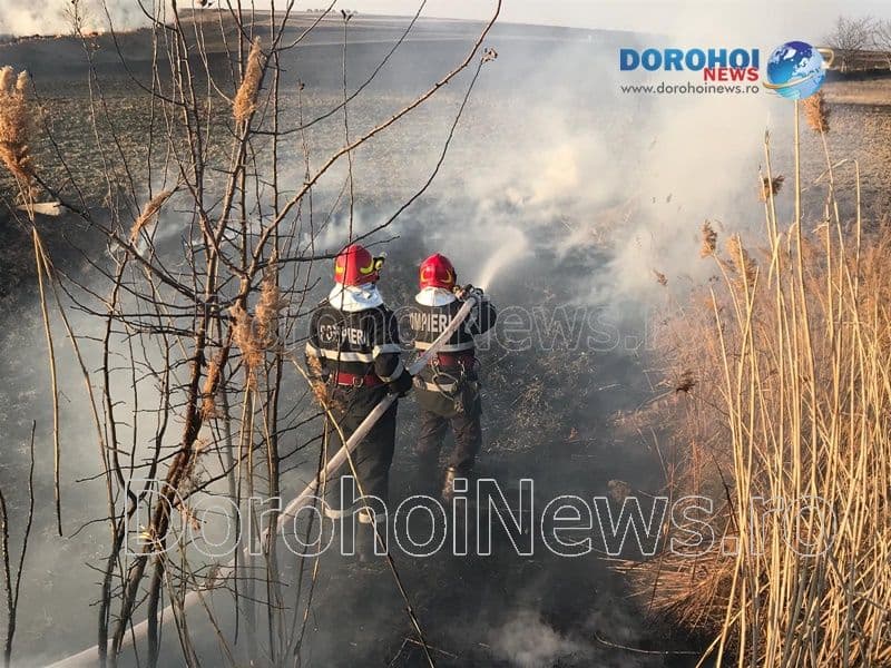 Incendiu vegetatie Dorohoi_10