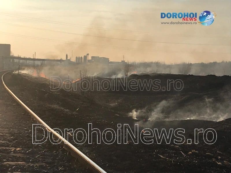 Incendiu vegetatie Dorohoi_13