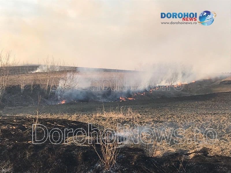 Incendiu vegetatie Dorohoi_14