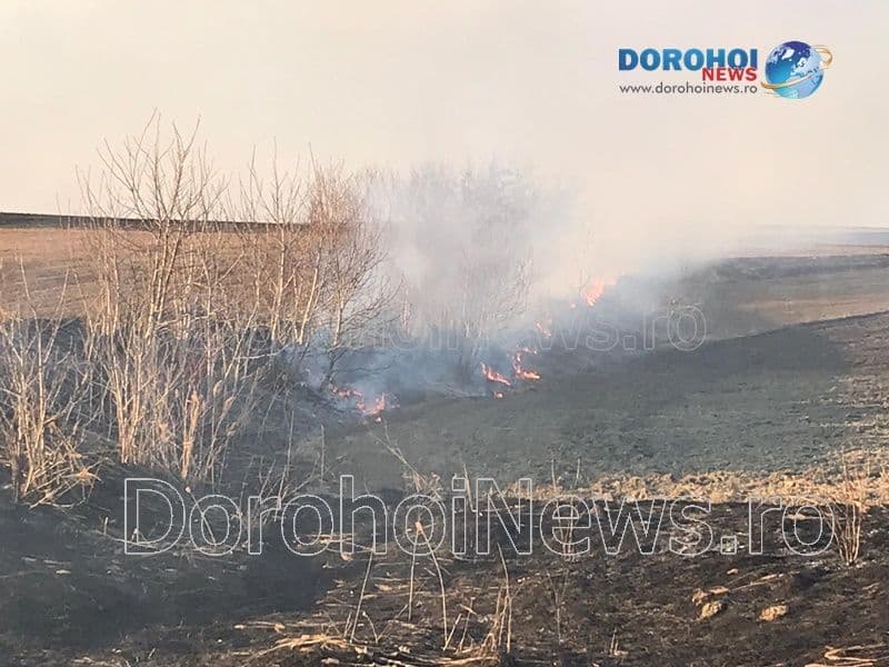 Incendiu vegetatie Dorohoi_15