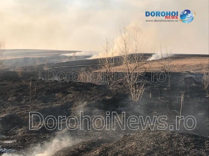 Incendiu vegetatie Dorohoi_16