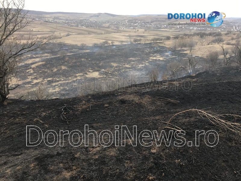 Incendiu vegetatie_10