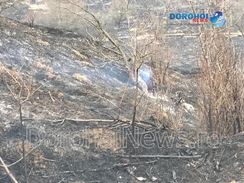 Incendiu vegetatie_14