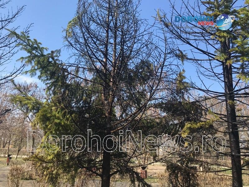 Incendiu Cholet Dorohoi_10