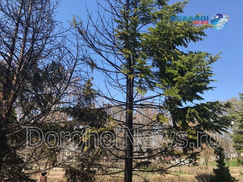 Incendiu Cholet Dorohoi_11
