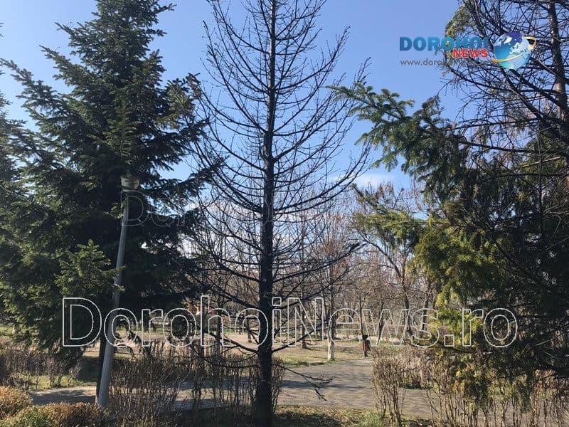 Incendiu Cholet Dorohoi_12