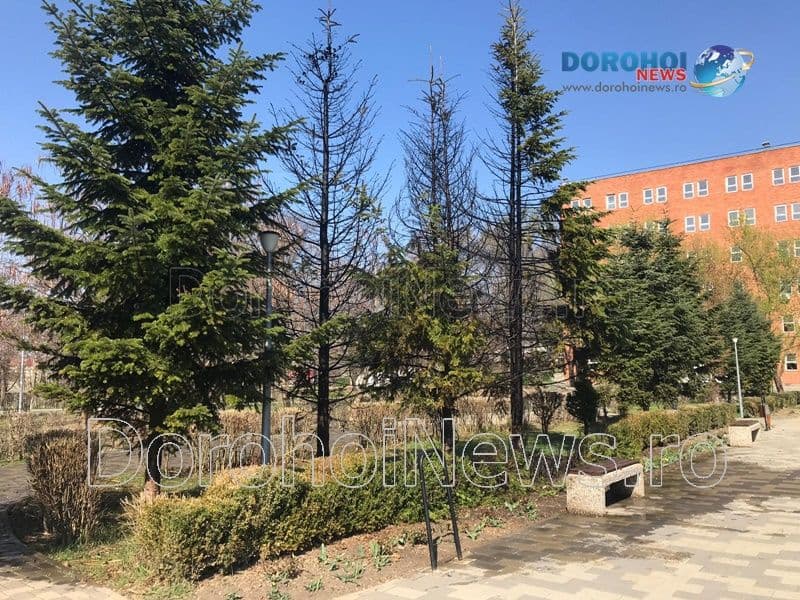 Incendiu Cholet Dorohoi_13