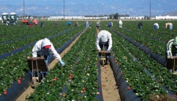 900 locuri de muncă în domeniul agricol - recoltare fructe - în Spania prin intermediul Reţelei EURES ROMÂNIA