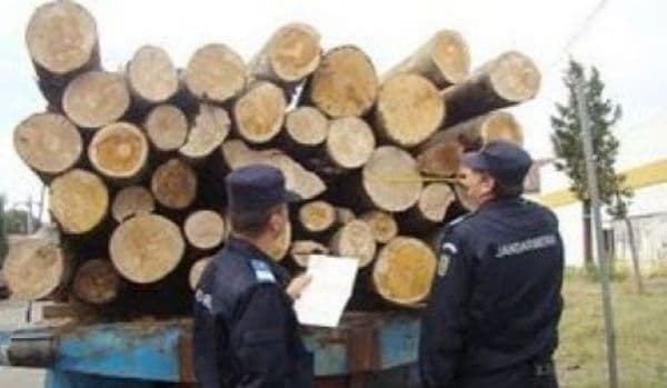 Amendă de 3.000 de lei şi material lemnos confiscat, pentru nereguli la regimul silvic