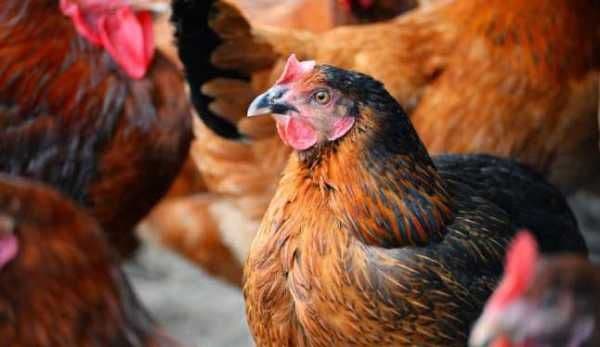 ANSA interzice temporar importul de păsări şi carne de pasăre din regiunea Vinniţa - Ucraina