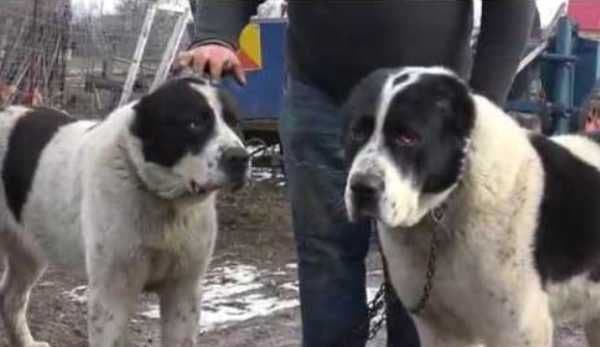 Trei tineri reţinuţi după ce au furat opt câini din rasa ciobănesc