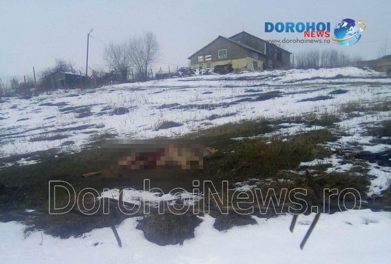 Căprioară mâncată de câini la Saucenița - FOTO
