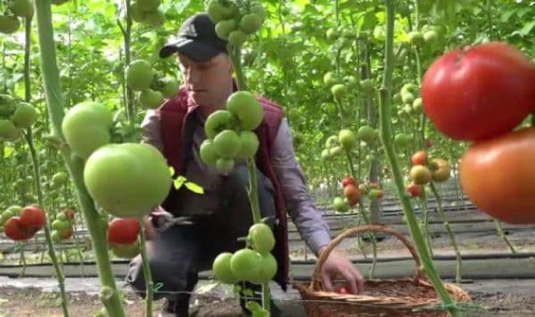 Lucian Trufin: „Cultivatorii de tomate din Botoșani sunt duși cu zăhărelu’ de Guvernul liberal”