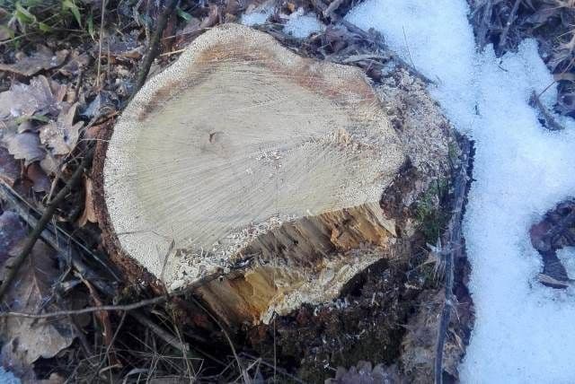 Primim la redacție – Tăierile de arbori continuă. Copaci marcați ilegal lângă Dorohoi - FOTO