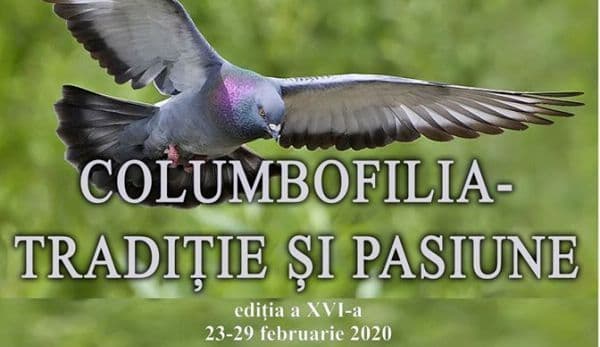 Expoziţia „Columbofilia - tradiție și pasiune” la Dorohoi. Vor fi expuse peste 400 de exemplare de păsări