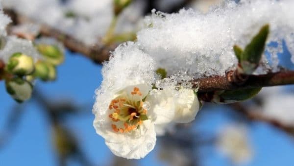 Vremea se răceşte accentuat de sâmbătă seară şi încep ninsorile. Prognoza meteo pentru week-end