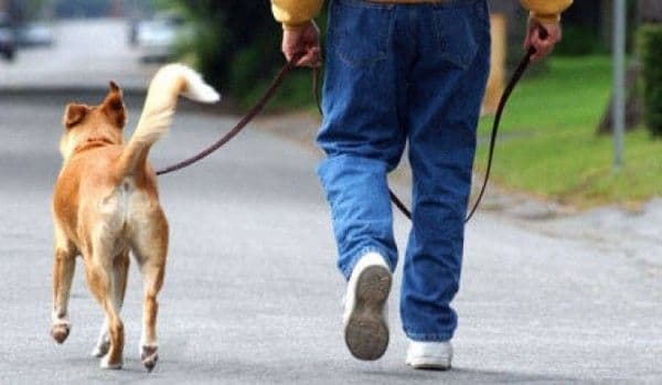 Cum ieși cu animalul de companie la plimbare. Recomandări de la veterinari