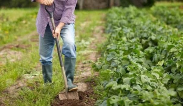 E trădare națională! Guvernul Orban, călăul agriculturii românești, pune la pământ fermierii români și lasă populația fără hrană! PNL a dat verde la p