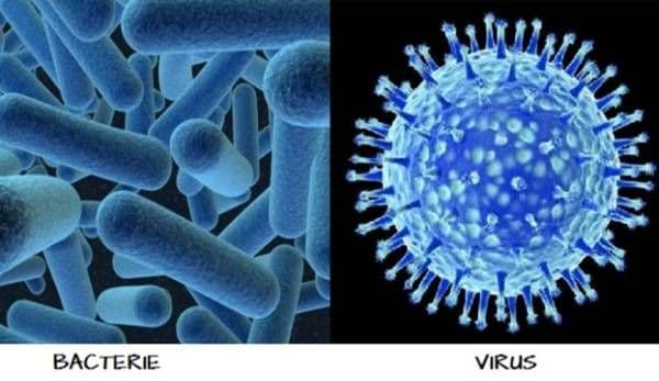 Diferențele dintre viruși și bacterii