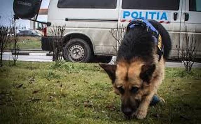 Zeci de polițiști mobilizați noaptea trecută pentru căutarea a doi copii din Dersca