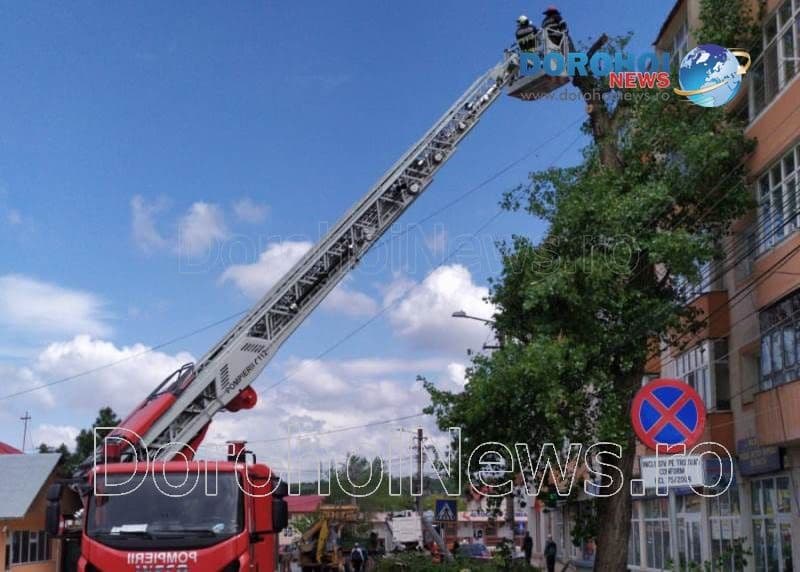 Trafic oprit pe o stradă din Dorohoi pentru tăierea a doi copaci - FOTO