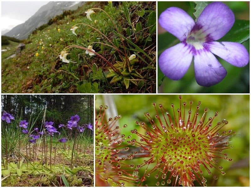 PLANTE CARNIVORE - Expoziție în mediul online organizată de Muzeul de Științele Naturii Dorohoi – VIDEO / FOTO