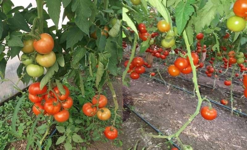 ALDE Botoșani susține menținerea subvențiilor în agricultură