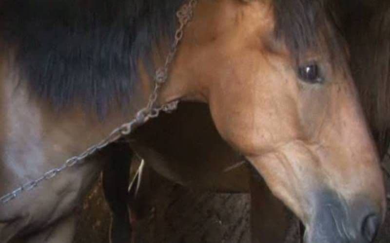 Rănirea sau schingiuirea animalelor este pedepsită prin lege. Bărbat cercetat pentru că agresa un cal