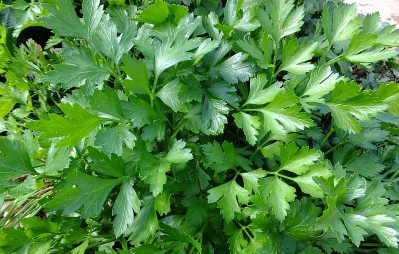 Încearcă dieta cu pătrunjel, te ajută să ai o siluetă suplă