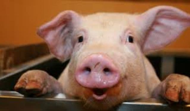 UE enervează țăranii români cu LEGEA PORCULUI „Să-i fac un grafic de hrănire? Să mă schimb de cinci ori pe zi?”