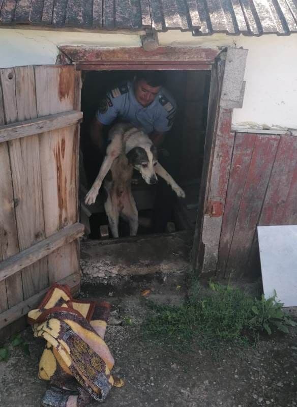 Misiune neobișnuită a jandarmilor! Dulău salvat din beci - FOTO