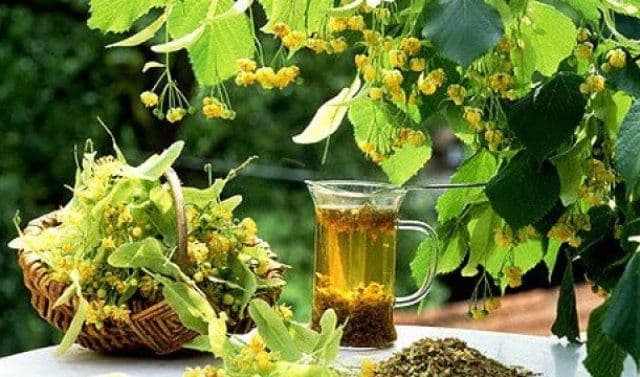 Beneficiile florilor de tei