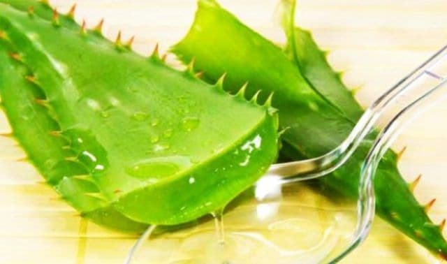 Cum se cultivă și cum să folosește aloe vera