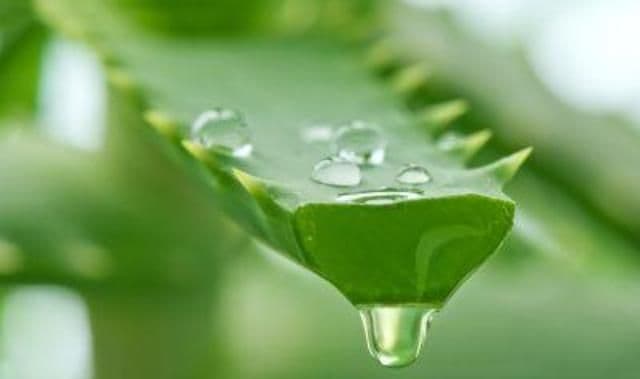 Aloe Vera, planta care distruge bacteriile, virușii și ciupercile