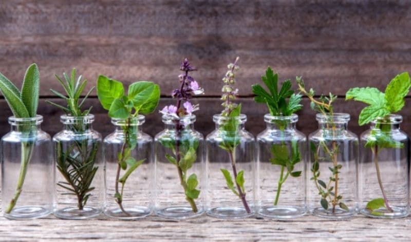 Plante care alungă durerea de cap