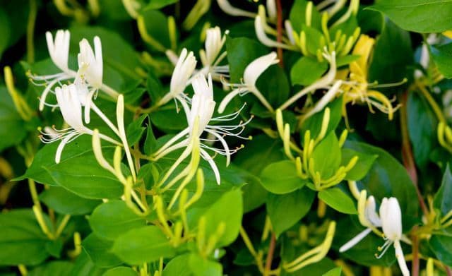Caprifoiul sau Mâna-Maicii-Domnului, o plantă cu proprietăți antiinflamatoare uimitoare